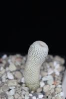 Epithelantha bokei f. VM 178.jpg